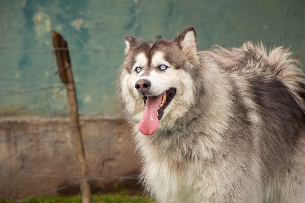 Husky feliz con la lengua afuera