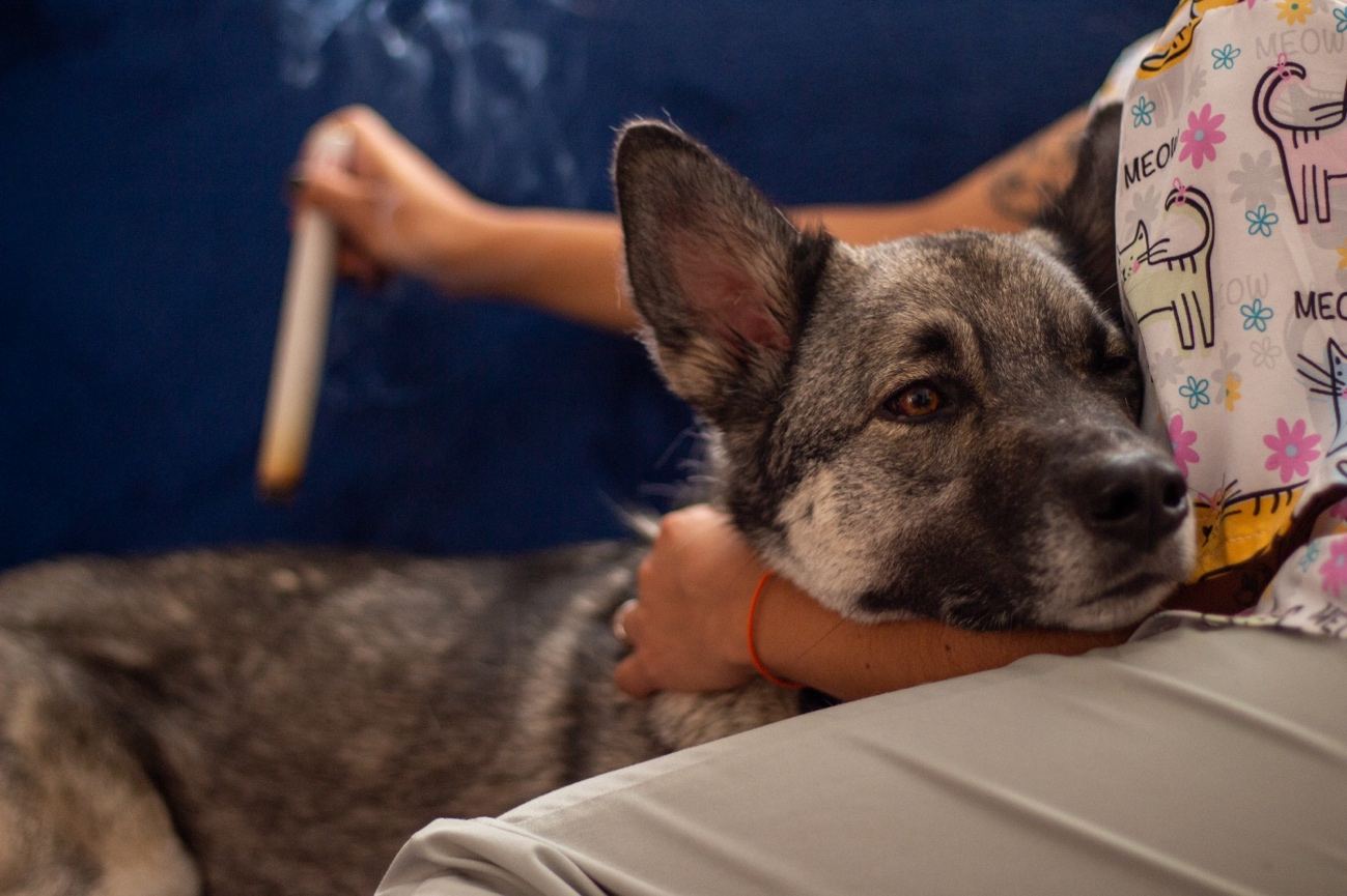 Perro descansando en brazos durante una sesión