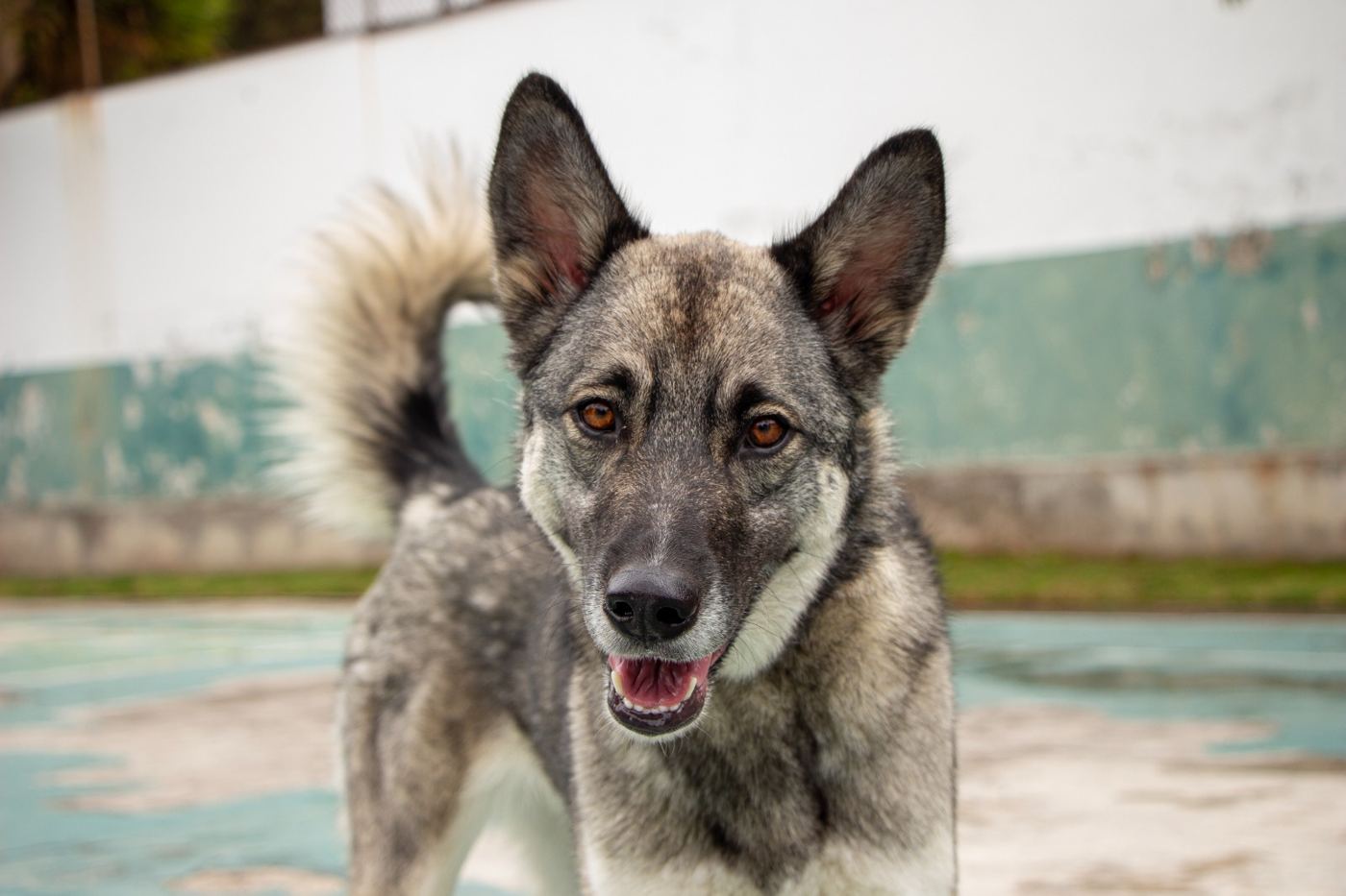 Perro mestizo sonriendo al aire libre